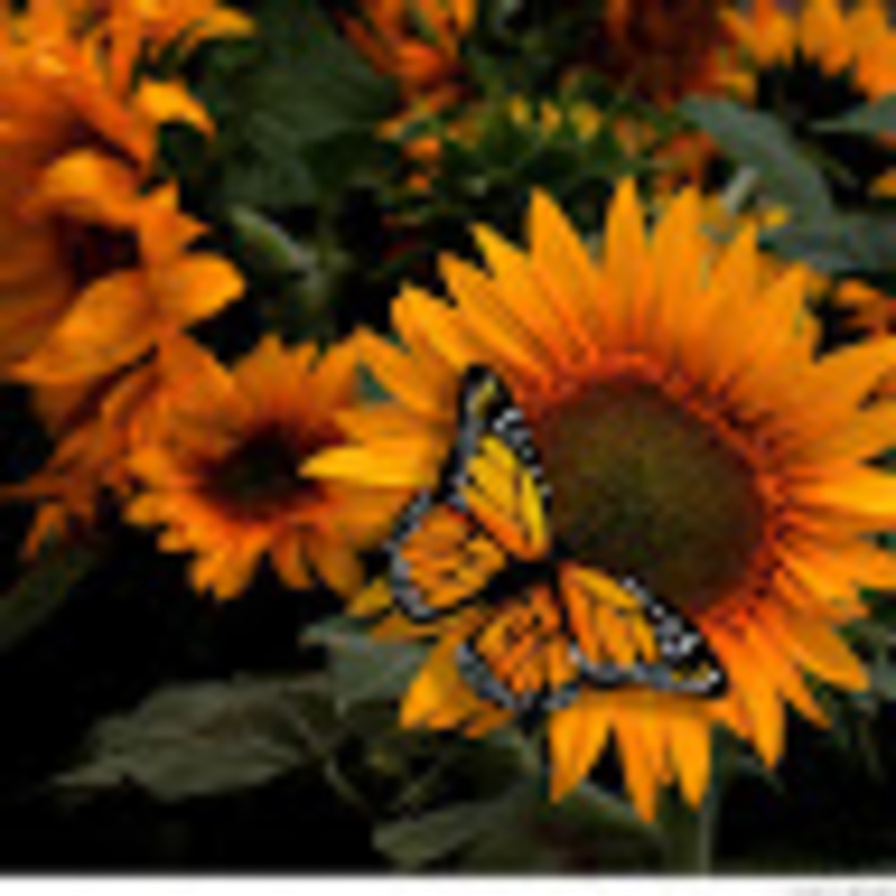 Meet your Posher, Shelly